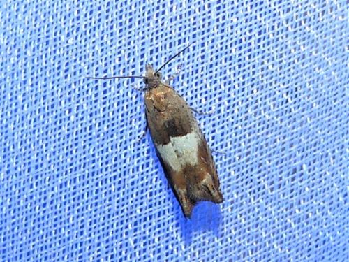 Réf. 306 998 : Epinotia sp.